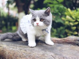 两个月大的狗狗爱咬人：原因与解决办法