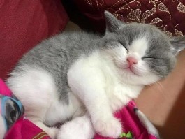 猫咪吃纸：原因、危害与解决办法