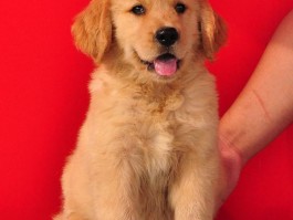金毛怀孕几个月生产：了解金毛犬的孕期与分娩时间