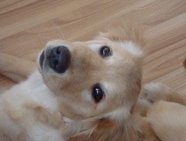 宠物鸭叫不停什么原因