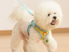 小马犬两个月应该多大：了解幼犬成长的关键期