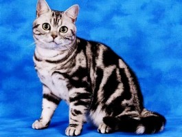 几个月大的猫算成猫？揭开猫咪成长之谜