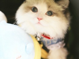 猫咪一直蹭我什么原因？揭秘背后的情感密码