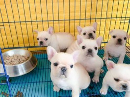三个月泰迪吐：原因分析与应对措施