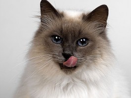 2个月的小奶猫怎么养：新手猫奴必看攻略