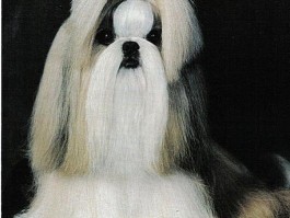两个月雪纳瑞狗粮：为幼犬健康成长保驾护航
