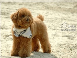 狗狗能不能吃草莓？——宠物医生的专业解答