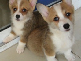狗狗怀孕有什么特征