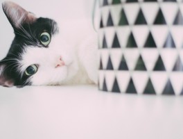 猫咪老咬人：原因分析与解决策略