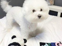 六个月秋田：健康成长的关键时期