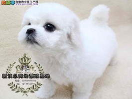 两个月狗狗感冒流鼻涕：症状、原因及治疗方法