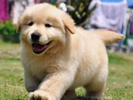 比熊几个月可以生小狗：关于比熊犬繁殖的全面指南