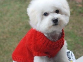 公泰迪几个月可以配种？泰迪犬繁殖全解析