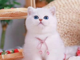 宠物狗前脚发软什么原因？