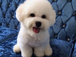 两个月狗狗一天吃几顿？科学喂养指南