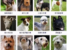 猫咪含手指头：揭秘背后的原因与应对策略
