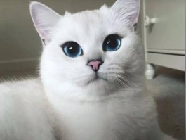 猫咪揣手：揭秘背后的原因与应对方法