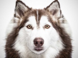 两个月金毛吃多少狗粮？科学的喂养指南