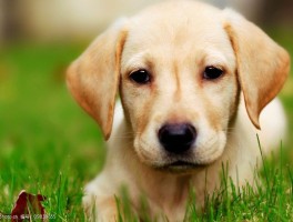 哈士奇几个月来月经：了解犬类生理周期