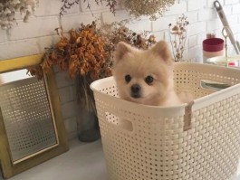 猫咪怎么托运：安全舒适的宠物出行指南