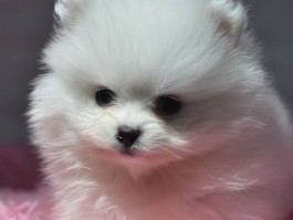 两个月大的狗狗不吃东西怎么办？