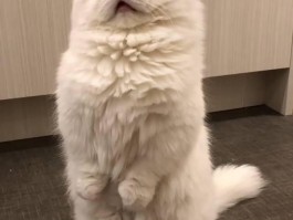 宠物猫肌酐高是什么原因