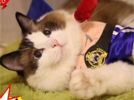 猫咪会抓皮沙发吗？揭秘猫咪行为背后的真相