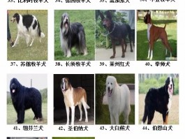 4个月泰迪剃完胎毛：了解其重要性及后续护理