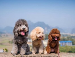 狗狗滴血是怎么回事