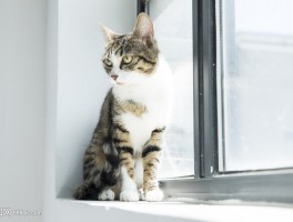 猫咪为什么会有耳螨