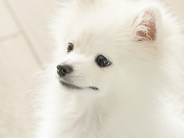 小狗6个月：健康成长的关键时期