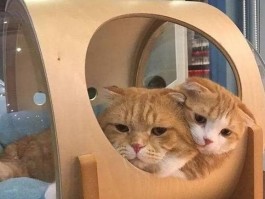 两个月小猫怎么养：新手养猫攻略大全