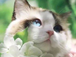 两个月小猫除虫：为爱宠健康保驾护航