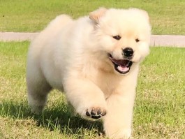 贵宾犬几个月生小狗：了解繁殖周期与护理要点