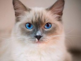 猫咪拉红色的稀：原因分析与应对措施