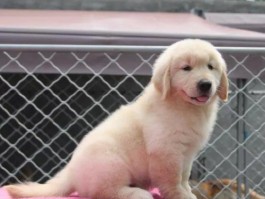 三个月的马犬喂什么：均衡营养，健康成长