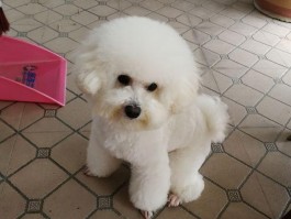 好猫咪亲密：打造与猫咪的深度情感连接