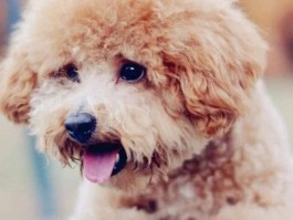 猫咪突然软便：原因分析与应对措施