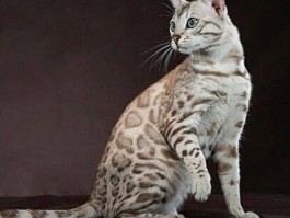 猫咪张嘴吐舌头：揭秘背后原因与应对方法