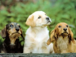 猎梗2个月：幼犬成长的关键时期