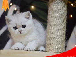 猫总是仰头什么原因？揭开猫咪的这一行为谜团