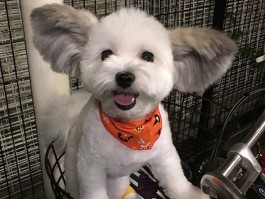 怎么减少猫咪掉毛：科学护理指南