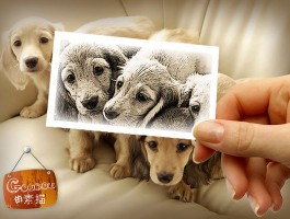 5个月金毛犬体重标准：健康成长的关键指标