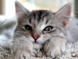 猫咪抗生素的副作用