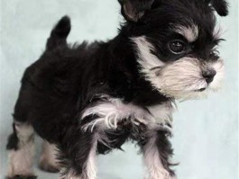 泰迪2个月多重：了解幼犬成长的关键指标