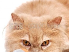 狗狗多长时间洗一次澡？宠物医生专业建议