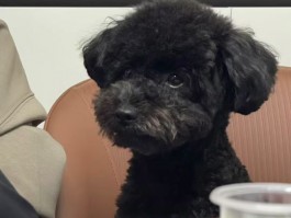 当猫咪发出咕噜声时：揭开背后的秘密
