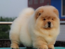 狗狗可以吃玉米吗？揭秘宠物饮食中的玉米之谜