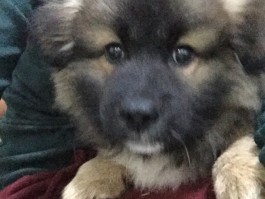 狗狗多大可以配种