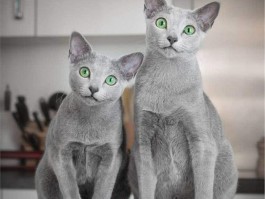 猫咪舔了碘伏：了解潜在风险与应对措施
